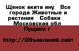 Щенок акита ину - Все города Животные и растения » Собаки   . Московская обл.,Пущино г.